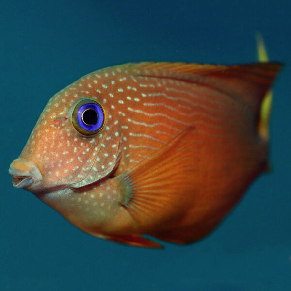 Blue Eye Bristletooth Tangs, Ctenochaetus binotatus, also go by the name Two Spot Surgeonfish. 