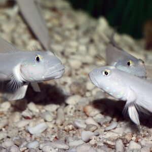 chalk gobies in the aquarium