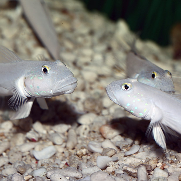 Chalk goby care sales