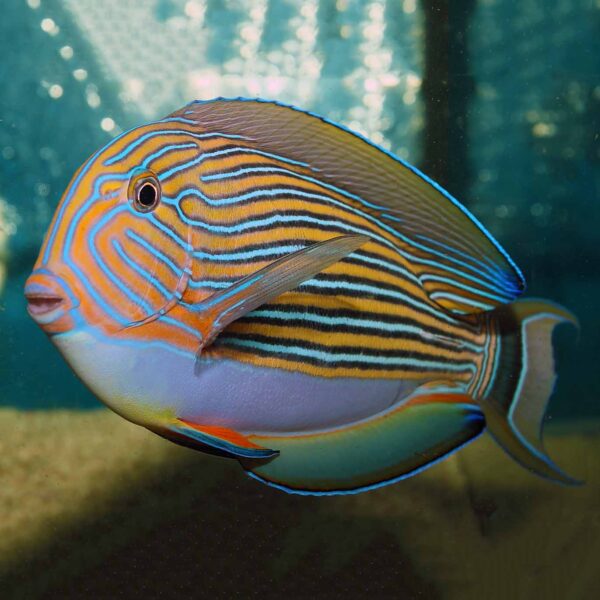 Clown Tangs, Acanthurus lineatus, also go by the name Lined Surgeonfish. 