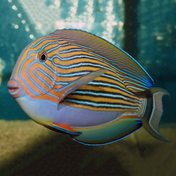 Clown Tangs, Acanthurus lineatus, also go by the name Lined Surgeonfish or Blue Line Tang. 