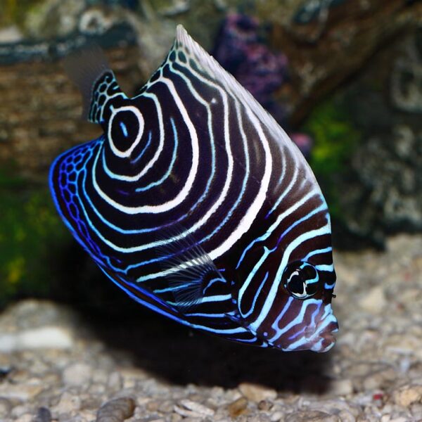 Juvenile Emperor Angelfish, Pomacanthus imperator, also go by the name Imperator Angelfish.