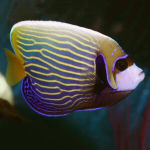 Adult Emperor Angelfish, Pomacanthus imperator, also go by the name Imperator Angelfish.