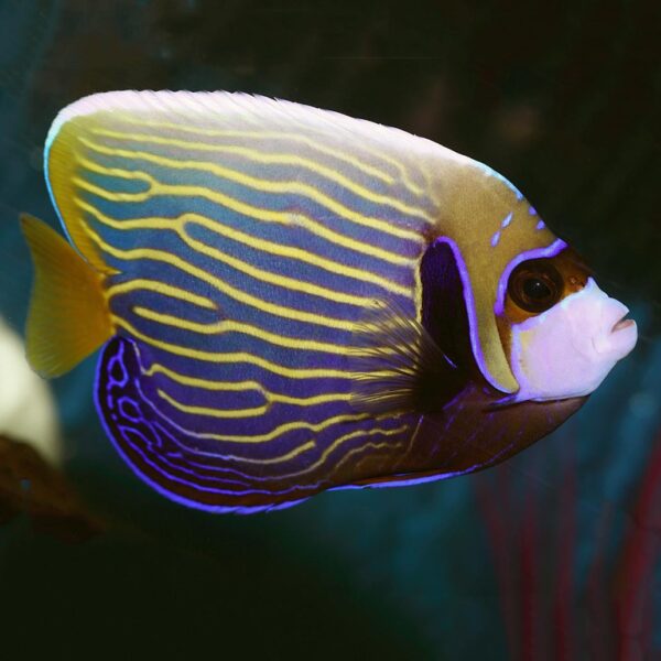 Adult Emperor Angelfish, Pomacanthus imperator, also go by the name Imperator Angelfish.