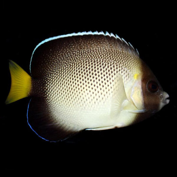 Cream Angelfish, Apolemichthys xanthurus, also go by the name Indian Yellow Tail Angelfish.