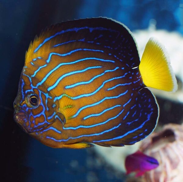 Chinese Blueline Angelfish, Chaetodontoplus septentrionali, also go by the name Bluestriped Angelfish.