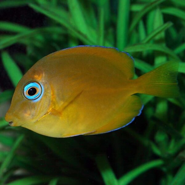 Caribbean Blue Tang Juvenile, Acanthurus coeruleus, also go by the name Blue Tang Surgeonfish.