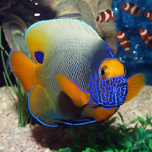Adult Blueface Angelfish, Pomacanthus xanthometopon, also go by the name Yellowmask Angelfish.