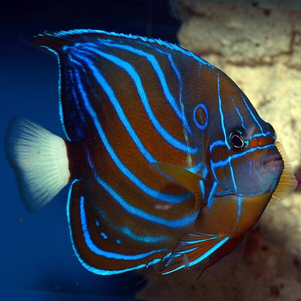 Adult Blue Ring Angelfish, Pomacanthus annularis, also go by the name Blue King Angelfish.