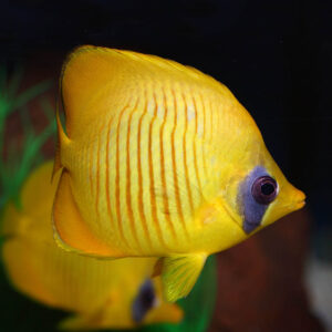 Addis Butterfly (Chaetodon semilarvatus) has fantastic colours. A bright yellow body with fine orange stripes and a bluish-grey spot in the eye area.