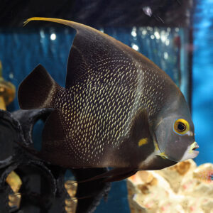 Adult French Angelfish, Pomacanthus paru, also go by the name Paru or Indian Fish