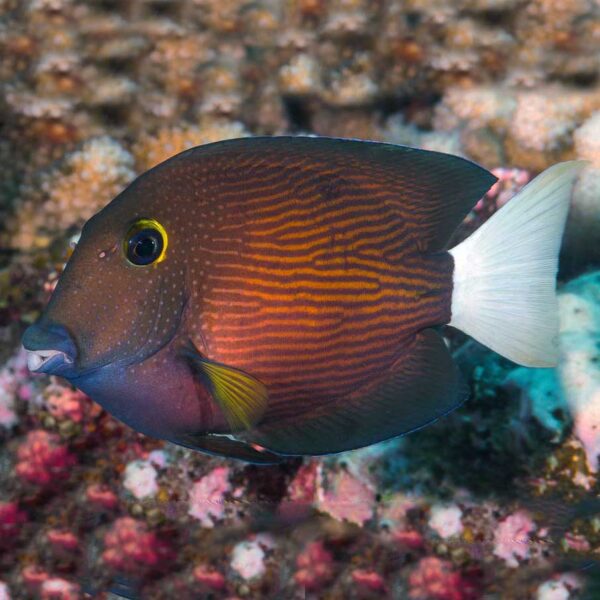 White Tail Bristletooth Tangs, Ctenochaetus flavicauda, also go by the name Red Spotted Surgeonfish.