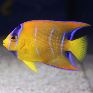 Queen Angelfish are also known as Blue Angelfish or Gold Angels.