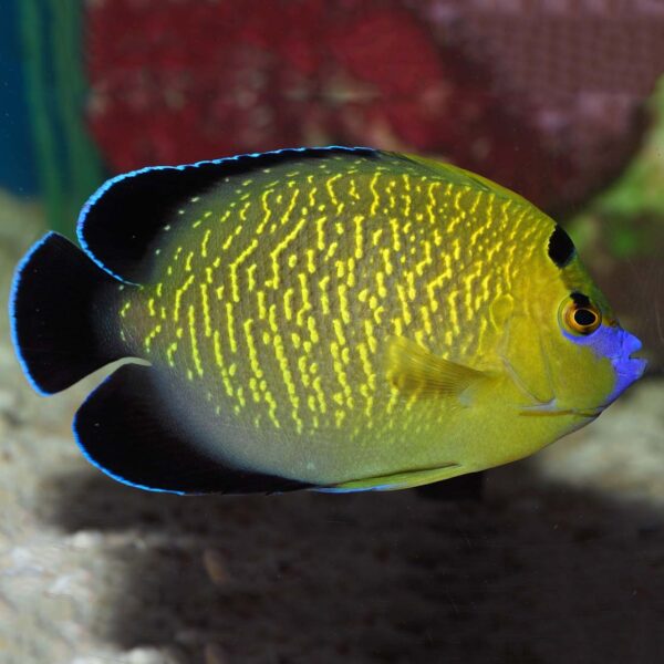 Goldflake Angelfish, Apolemichthys xanthopunctatus, also go by the name Gold Spotted or Gold Spangled Angelfish.