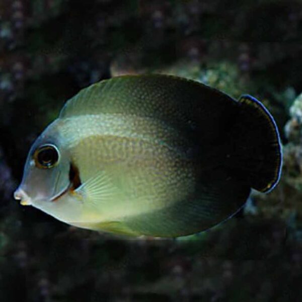 Half Black Mimic Tangs, Acanthurus tristis, also go by the name Indian Ocean mimic surgeonfish.