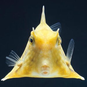 Hovercraft Cowfish, Tetrosomus gibbosus, also go by thee name Humpback Turretfish.