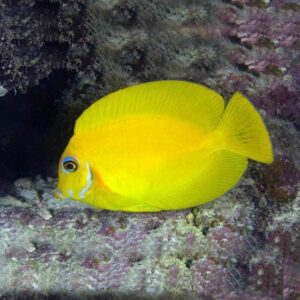 Lemon Peel Mimic Tangs, Acanthurus pyroferus, also go by the name Mimic Surgeon.