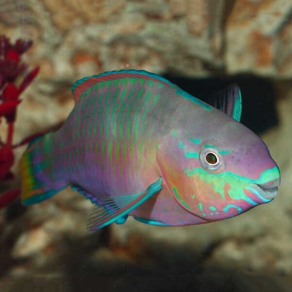 Stunning Quoyi Parrotfish in the aquarium