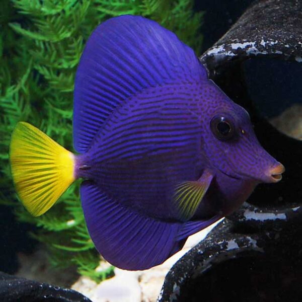 Purple tang, yellowtail tang, Zebrasoma xanthurum, peaceful mid sized reef safe tang
