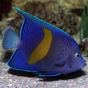 Adult Purple Moon Angelfish, Pomacanthus maculosus, also go by the name Yellow Band Angelfish or Half Moon Angel.
