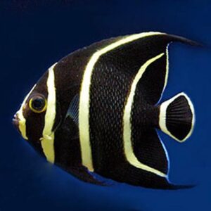 Juvenile French Angelfish, Pomacanthus paru, also go by the name Paru or Indian Fish.