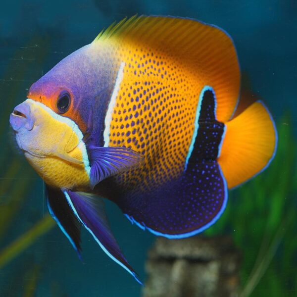 Adult Majestic Angelfish, Pomacanthus navarchus, also go by the name Blue Girdled Angelfish.