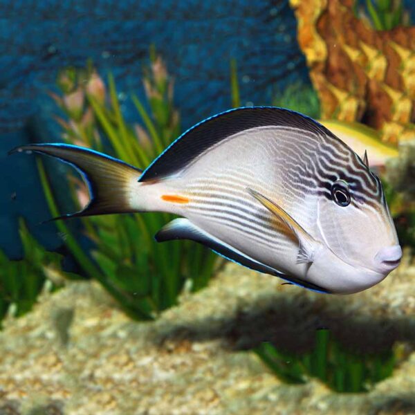 Sohal Tangs, Acanthurus sohal, also go by the name Sohal Surgeonfish.