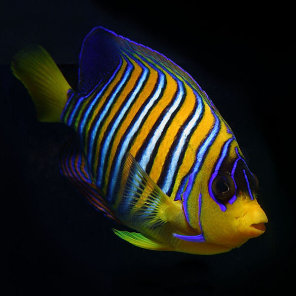 Yellow Throat Regal Angelfish are Regal Angels with a yellow chin, as opposed to blue.