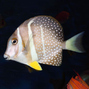 Guttatus Tangs, Acanthurus guttatus, also go by the name Whitespotted surgeonfish.