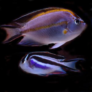 pair Bellus Angelfish (Genicanthus bellus) showcasing its vibrant colours