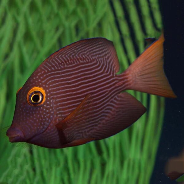 Yellow Eye Kole Tangs, Ctenochaetus strigosus, also go by the name Spotted Surgeonfish or Goldring Tang
