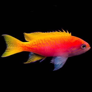 Scribbled Bimaculatus Anthias Juv/Female, Pseudanthias bimaculatus, also go by the name Twin Spot Anthias.