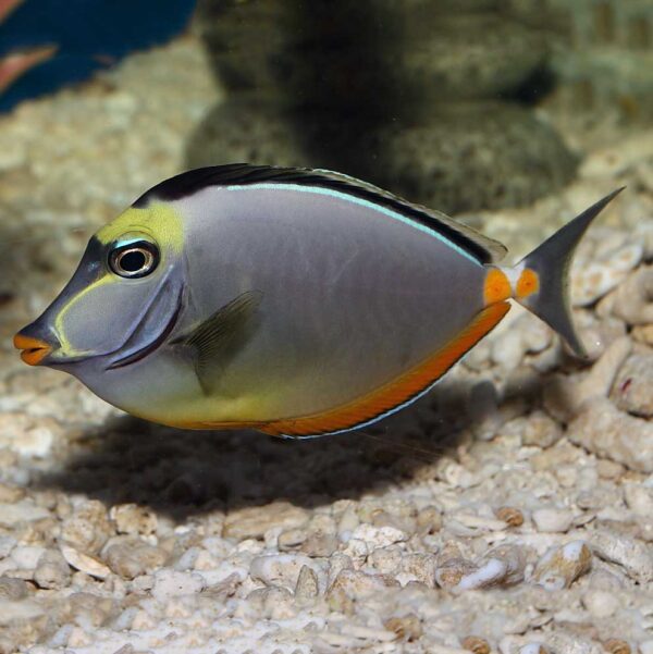 Lituratus Lipstick Tangs, Naso lituratus, also go by the name Orangespine Unicornfish