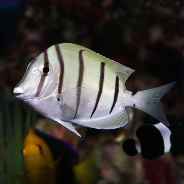 Convict Tangs, Acanthurus triostegus, also go by the name Convict Surgeonfish. 