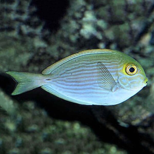 Roundface Mata Tangs, Acanthurus mata, also go by the name Elongate surgeonfish.