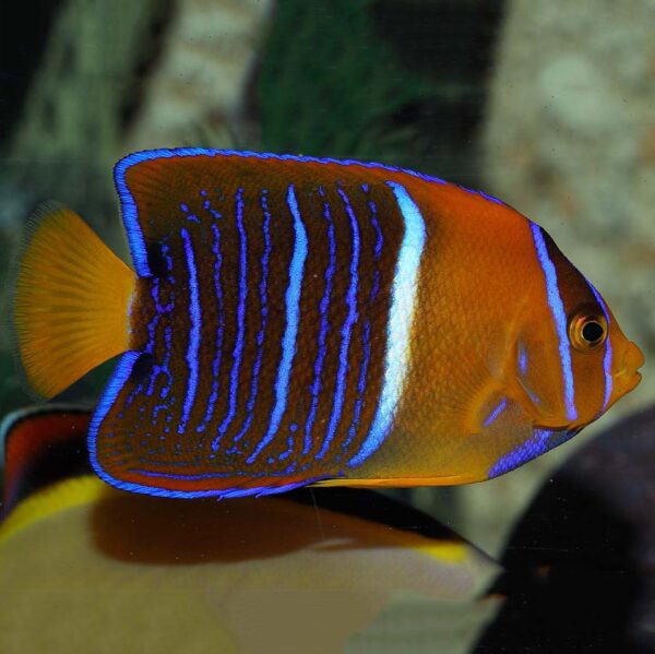 Juvenile Passer Angelfish, Holacanthus passer, also go by the name King Angelfish.