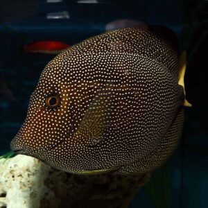 Gem Tangs, Zebrasoma gemmatum, also go by the name Spotted Tang.