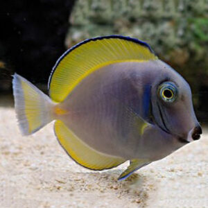 Indonesian Hybrid Powder Blue Tang, Acanthurus cf leucosternon, is a naturally occurring hybrid tang.