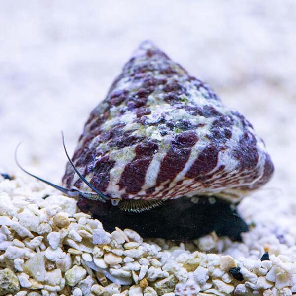Trochus Turbo snails, Trochus histrio, can also be called the Banded Trochus Turbo Snail.