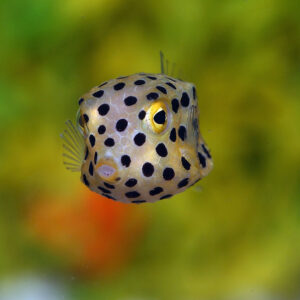 Yellow Boxfish (Cubicus), Ostracion cubicum, are adorable fish that make great additions to a marine tank.
