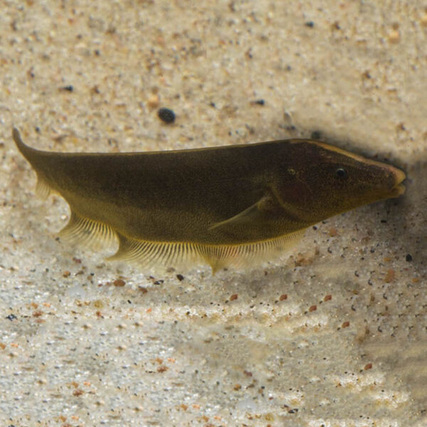 Although less well known than the popular Black Ghost Knifefish, the Brown Ghost is a similarly unique species