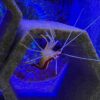 cleaner shrimp at abyss