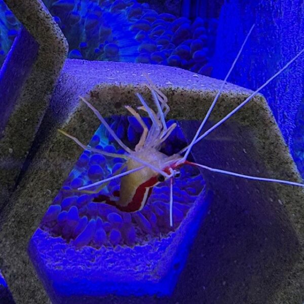 cleaner shrimp at abyss