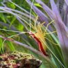 Cleaner shrimp at abyss
