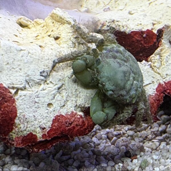 Emerald crab at abyss