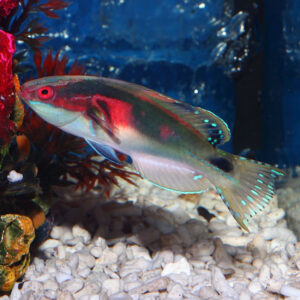 Exquisite Wrasse, Cirrhilabrus Exquisitus, are stunning fish and make great additions to marine tanks.