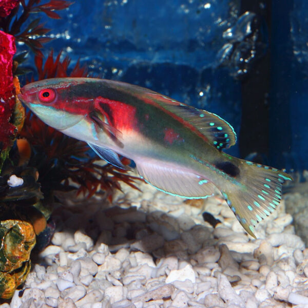 Exquisite Fairy Wrasse, Cirrhilabrus Exquisitus, are stunning fish and make great additions to marine tanks.