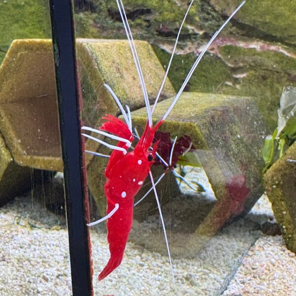fire shrimp at abyss