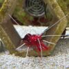 Fire shrimp at the abyss