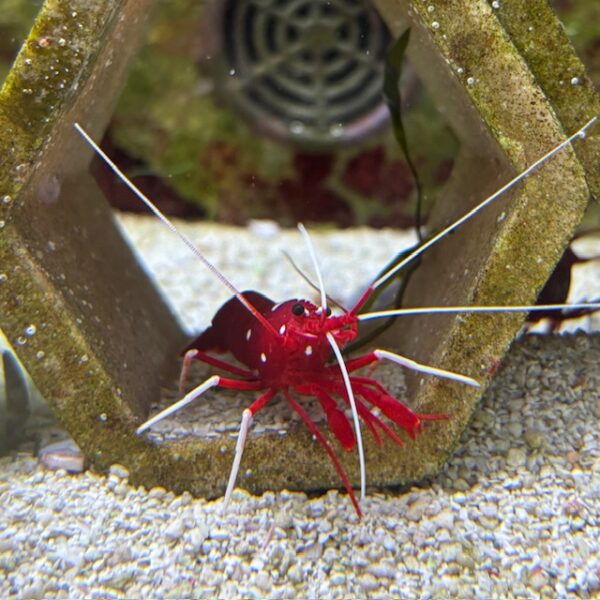Fire shrimp at the abyss